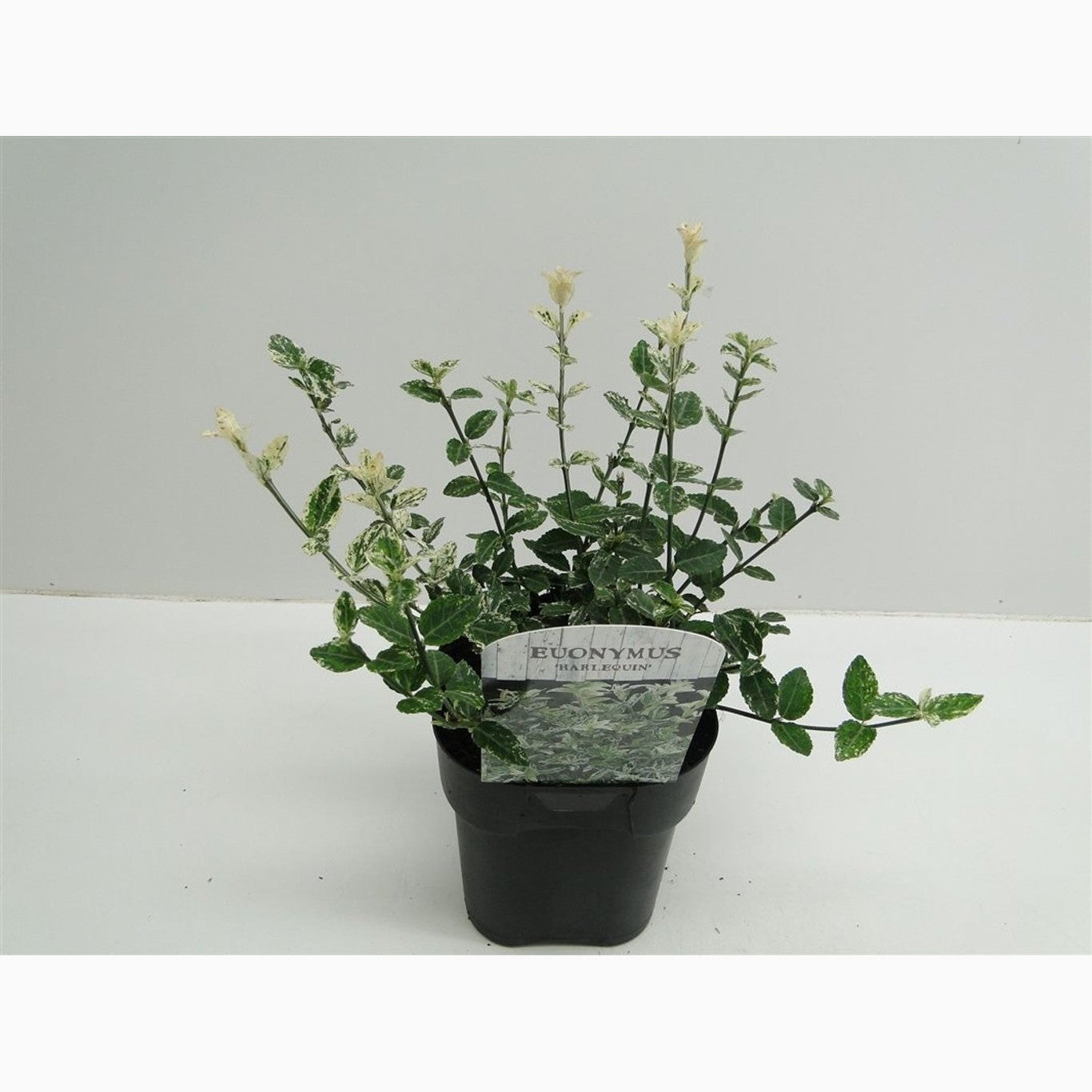 Klätterbenved – Euonymus fortunei 'Harlequin' - C2